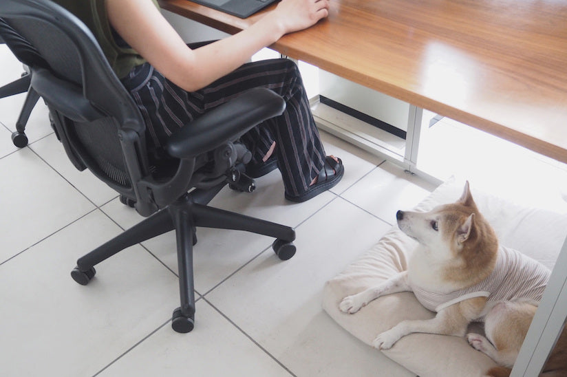 Dog-Friendly Office Project Update: Staff Dog Yuzu Visited the free stitch Office