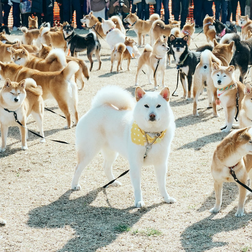 Come and Join Us at the free stitch Spring-summer Shiba Festival 2025