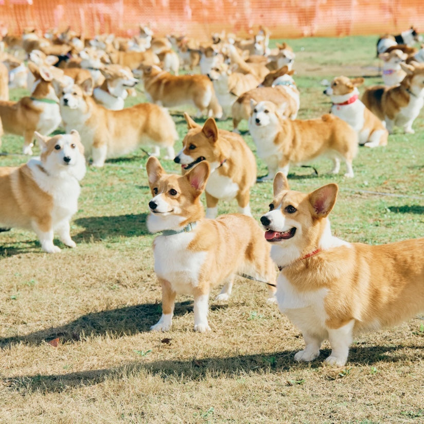 2025 Autumn / Winter Meetup Reservations Now Open