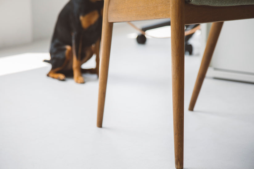 Dog Friendly Office Project Point 13: Preventing Damage to Company Property