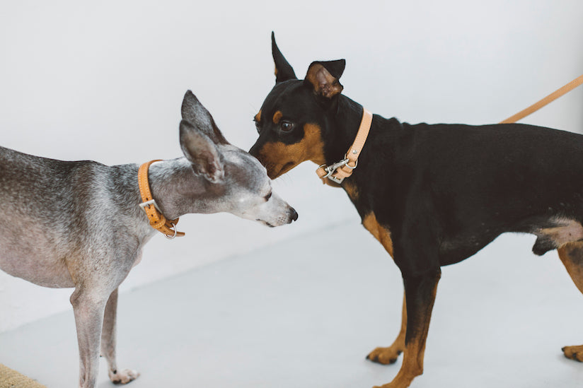 Dog Friendly Office Project Point 15: Accepting Multiple Pets on the Same Day