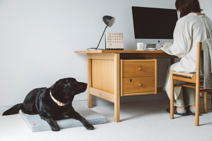Dog-Friendly Office Project: The Joys of Working Remotely with Our Dogs