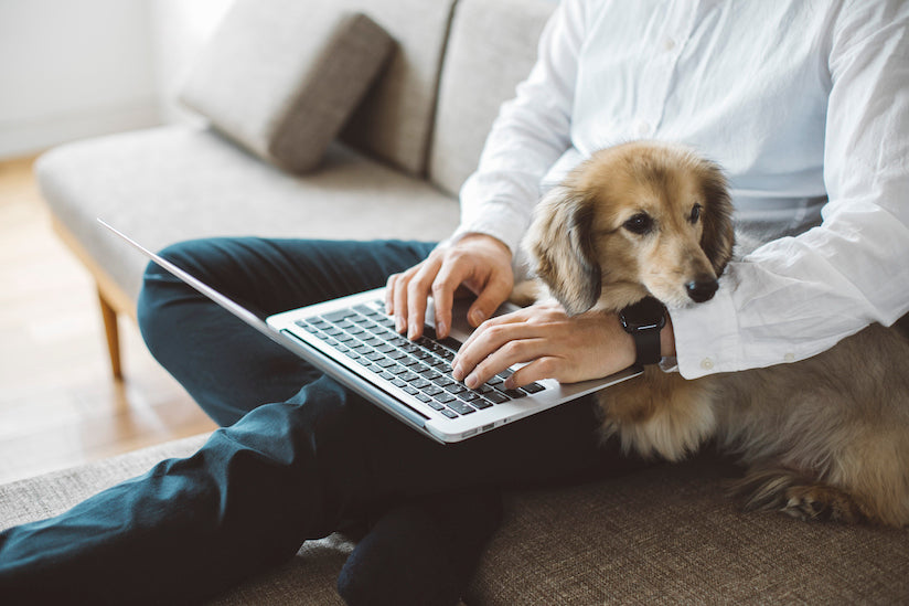 Dog Friendly Office Project: What Do you Like about Going to Work with Your Pet?