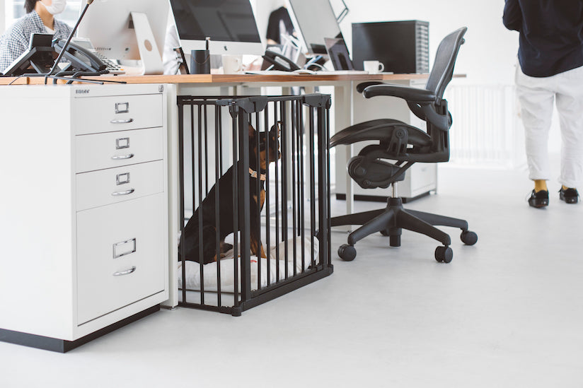 Dog Friendly Office Project Point 12: Moving Around the Office