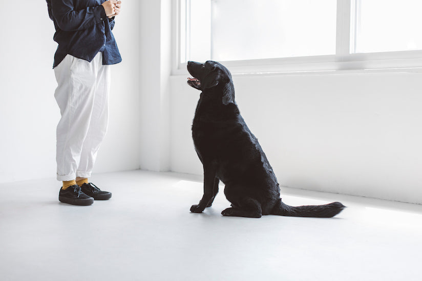 Dog Friendly Office Project Point 8: Basic Manner Training