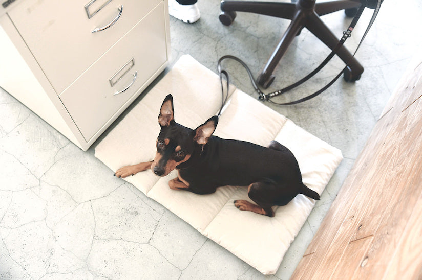 Dog Friendly Office Project Update: Staff Dog Ten-chan Visited the free stitch Office