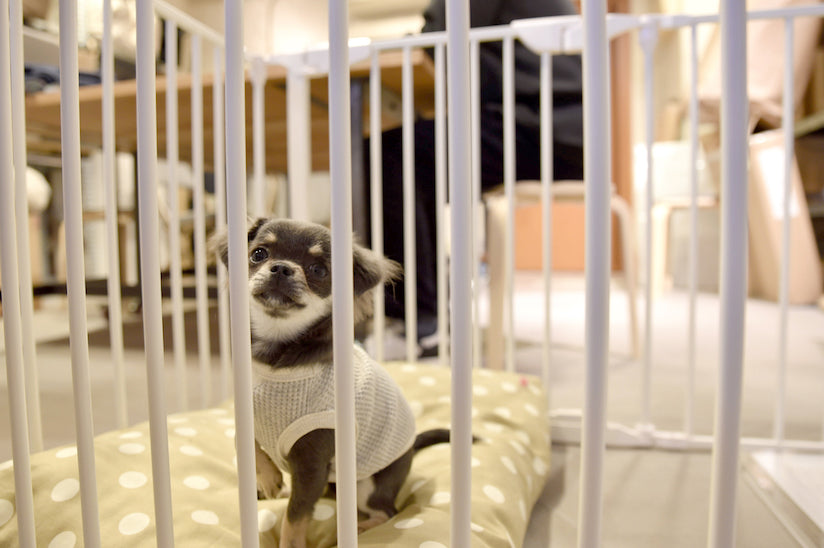 Dog Friendly Office Project Update: Staff Dog Maron-chan Visited the free stitch Office