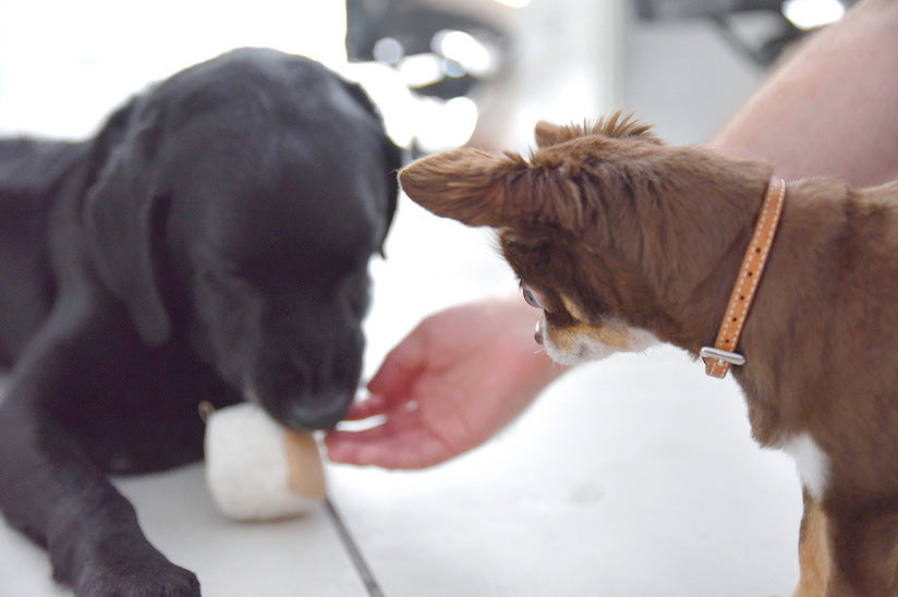 Dog-Friendly Office Project Training 2: Getting Dogs to Greet and Socialize in the Office