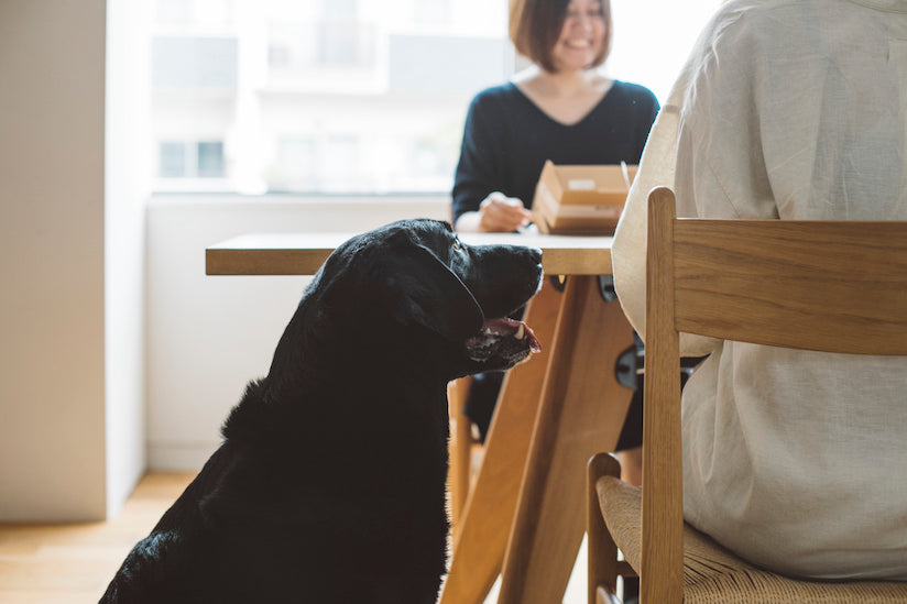Report on The Dog Friendly Office Tour and Information Seminar 2021