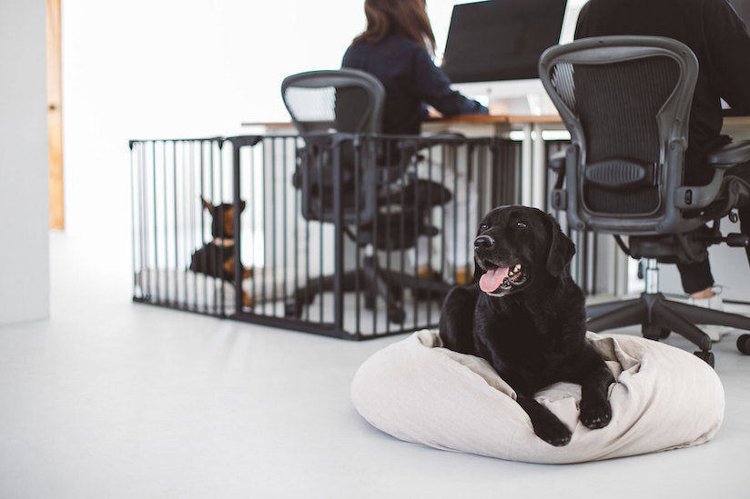 Dog-friendly Office Project Roundup