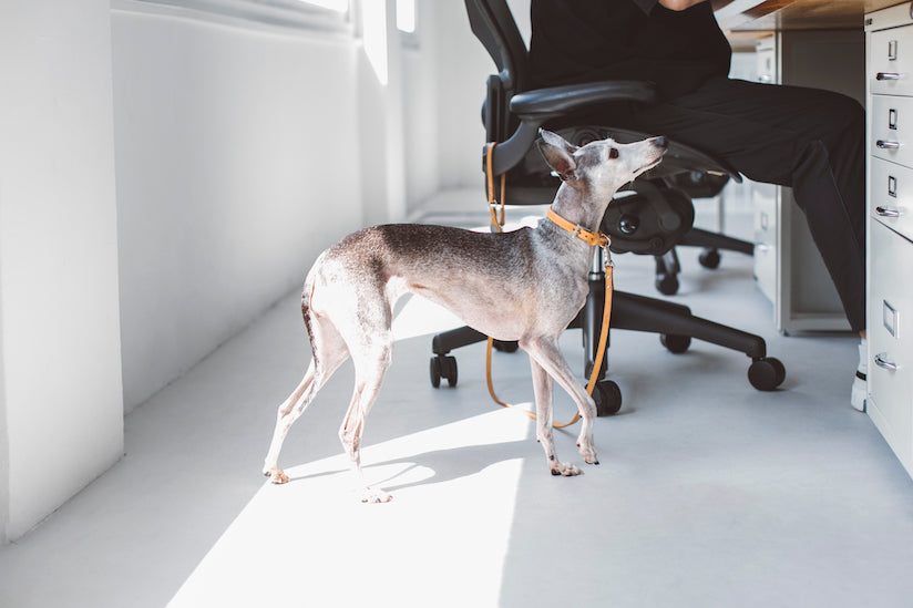 Dog Friendly Office Project: Has Your Company Ever Considered Allowing Pets into the Office?