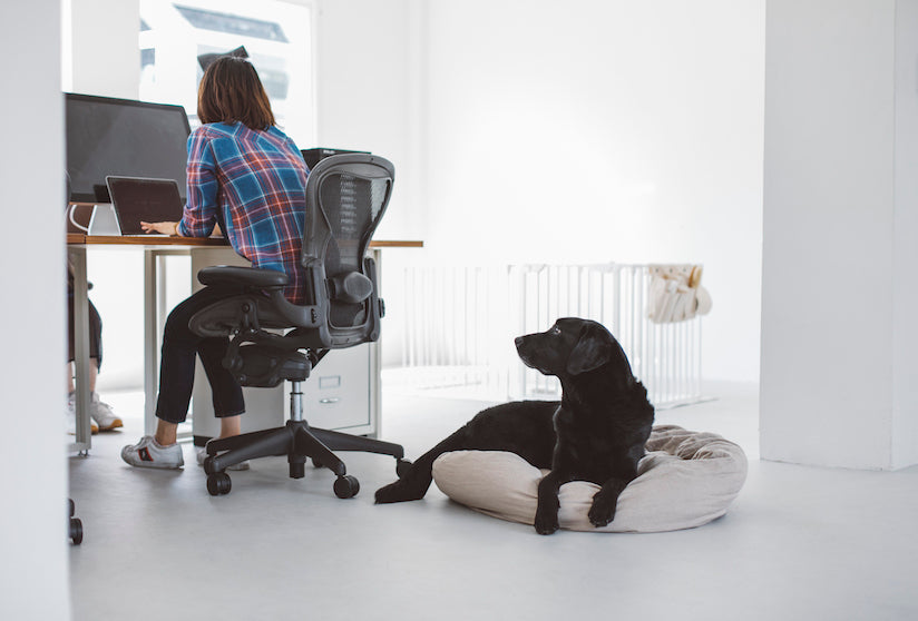 Dog Friendly Office Project Point 5: Designating Pet-friendly Areas in the Office
