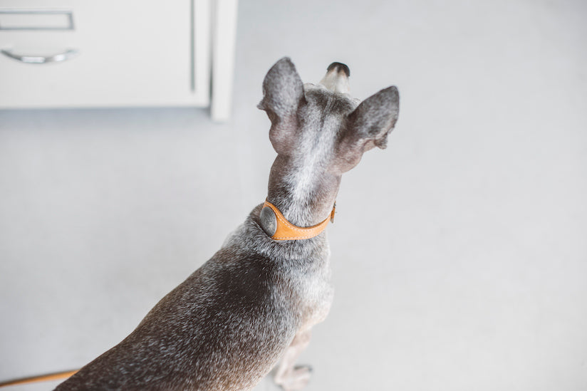 Dog Friendly Office Project Point 9: Leads and Collars