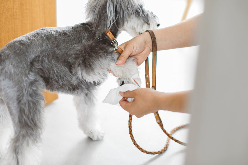 Dog Friendly Office Project Point 10: Coming Inside the Office on Rainy Days