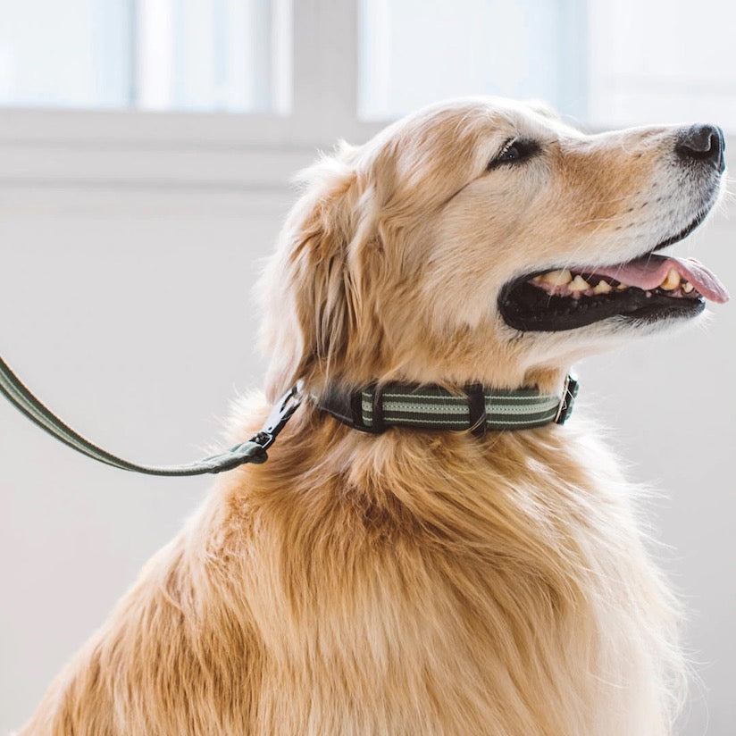 The Anti-Odor Collar and Lead Collection