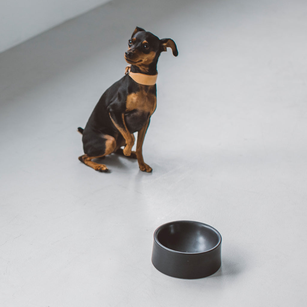 Porcelain Dog Bowl