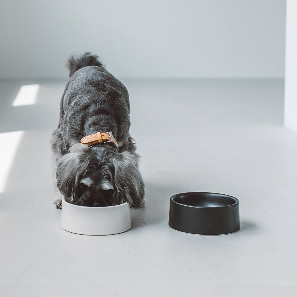 Porcelain Dog Bowl