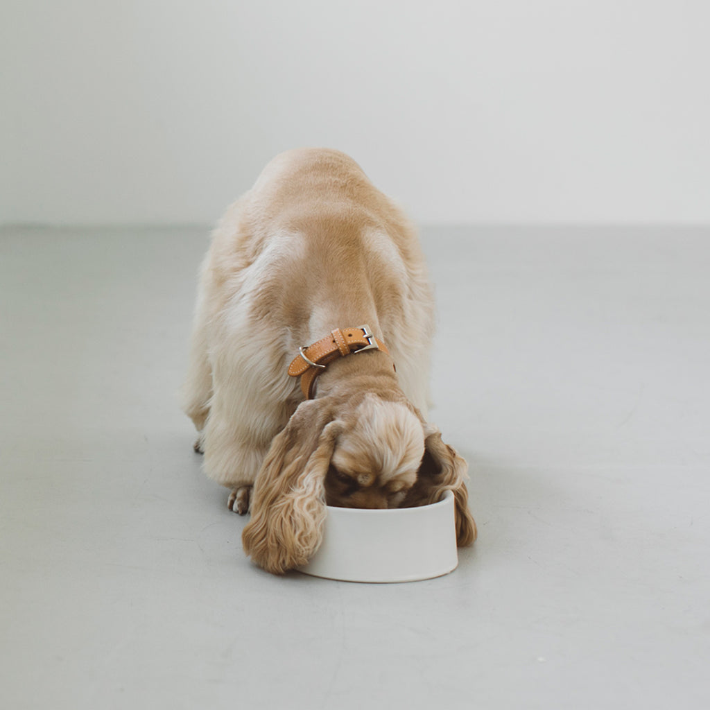 Porcelain Dog Bowl