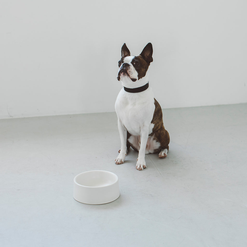 Porcelain Dog Bowl