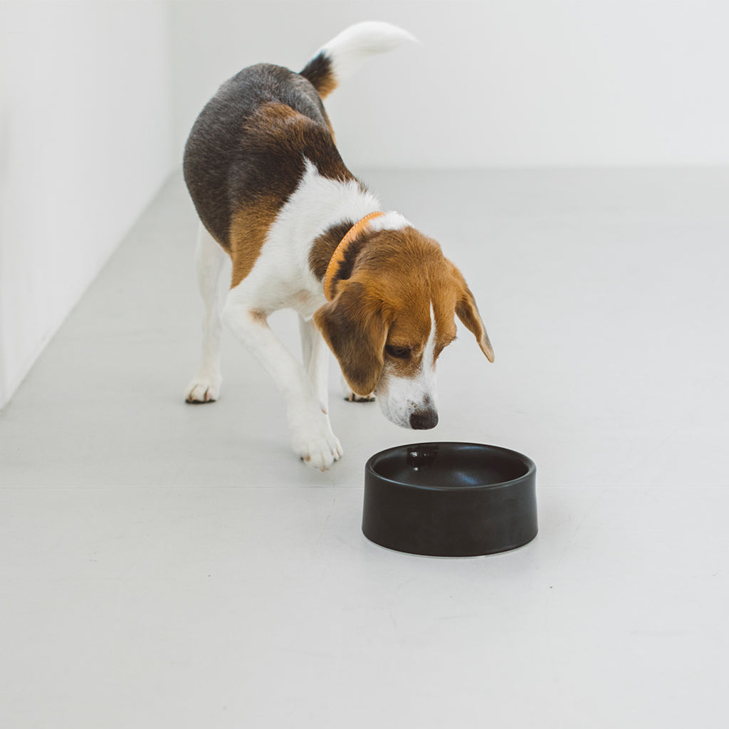 Porcelain Dog Bowl