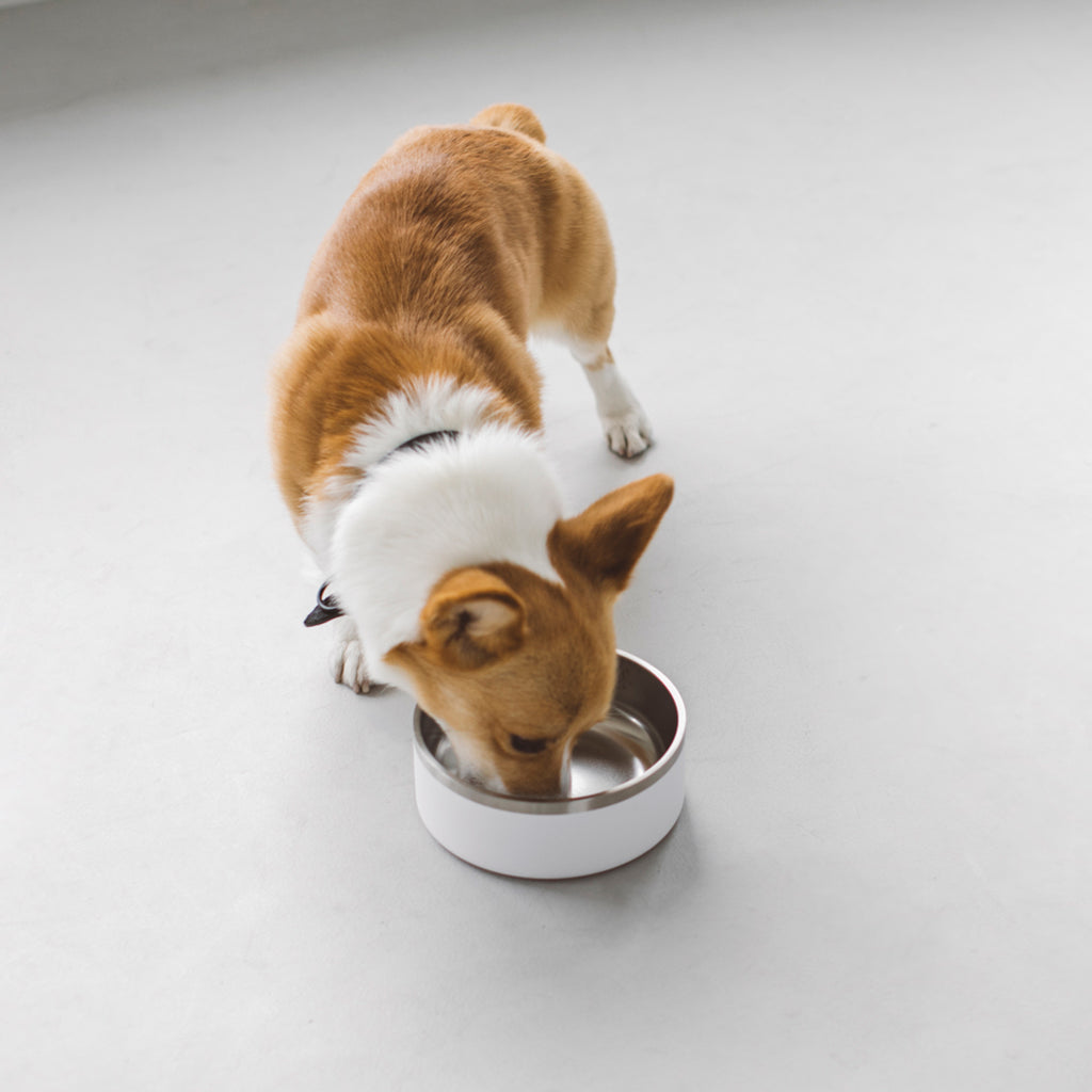 Dual-layered Stainless Steel Dog Bowl