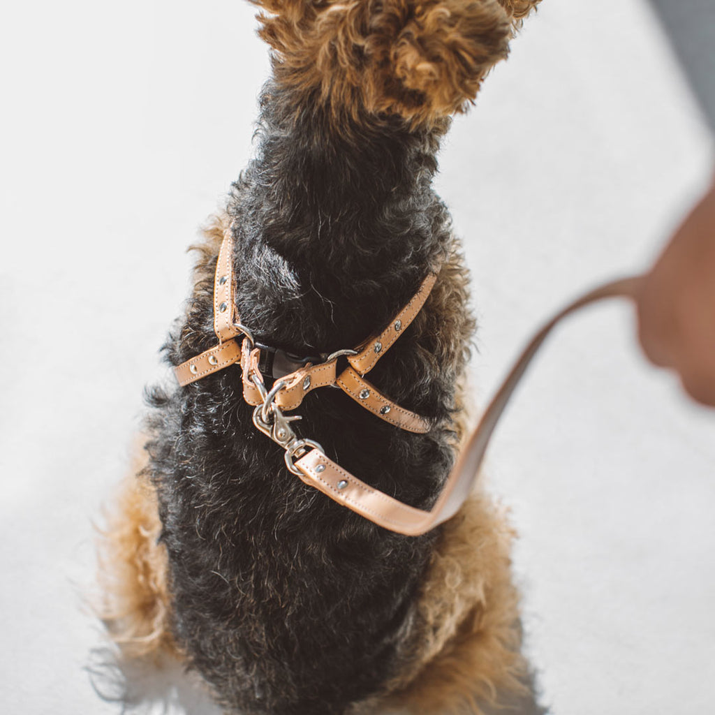 Tanned Leather Harness
